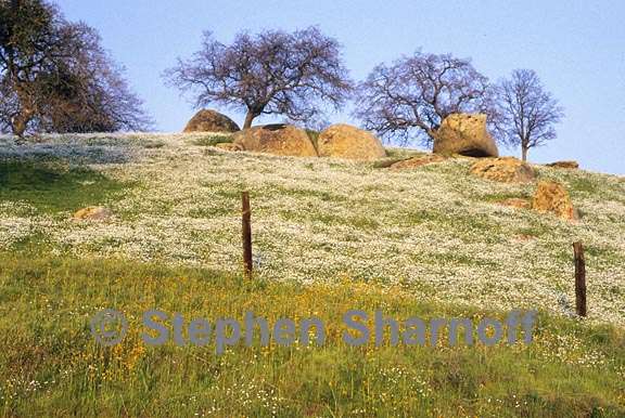 sierra foothills 3 graphic